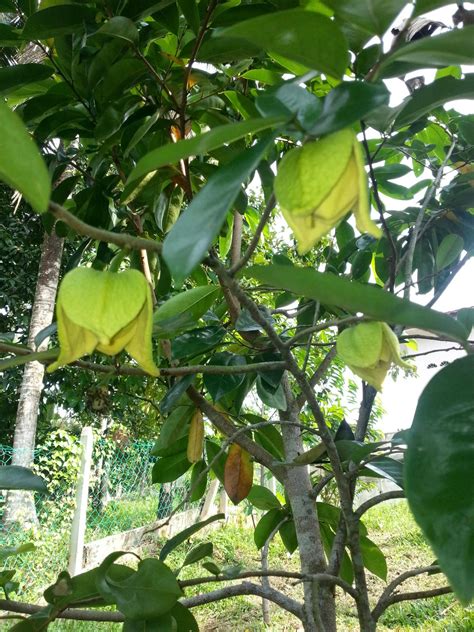 Khasiat durian belanda amat penting untuk kesihatan terutamanya bagi ibu hamil. Warisan PESAGI: Khasiat Kelopak Putik Durian Belanda