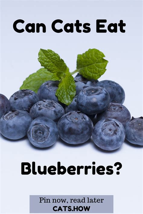 This has made me think to share my secret cat foods with all of you. Can Cats Eat Blueberries in 2020 | Eat, Healthy fruits ...