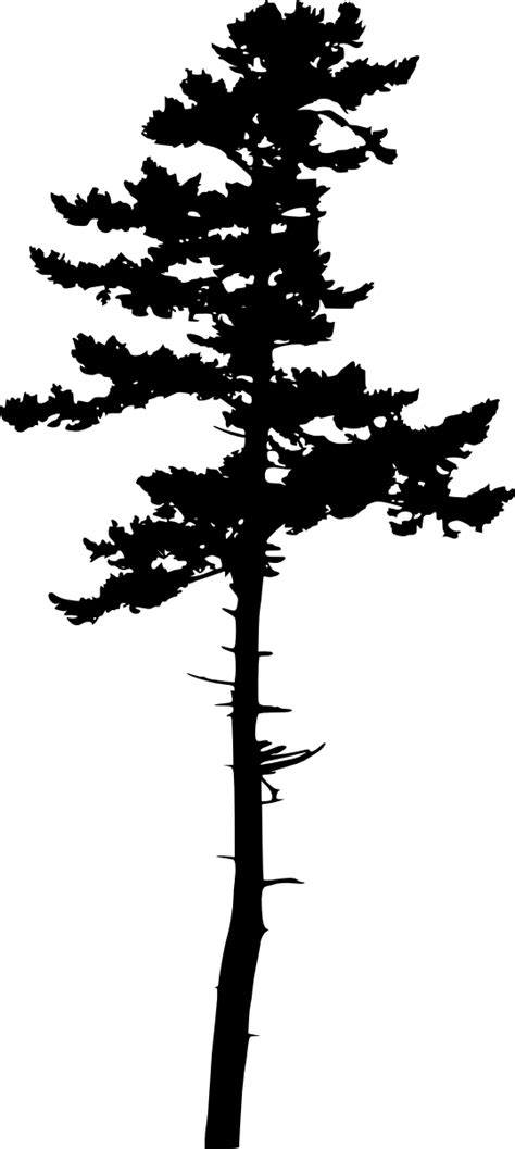 10 Pine Tree Silhouette Png Transparent Vol 3