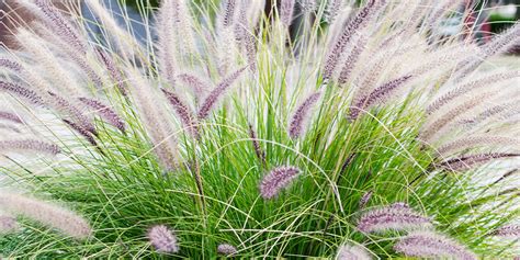 The Best Ornamental Grasses For Ontario Eising Garden Centre