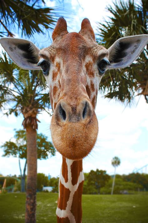 Giraffe Close Up Cute Giraffe Animals Beautiful Animal Noses
