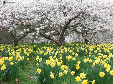 Cherry Blossoms And Daffodils Kew The Royal Botanical Gard Flickr