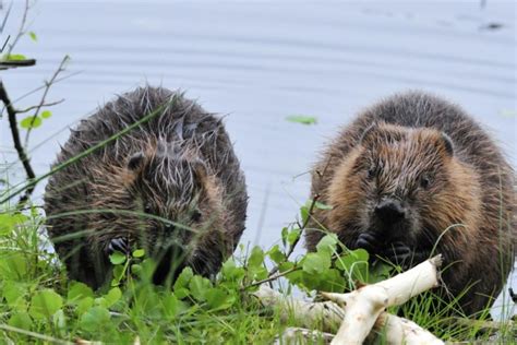 Tiredearth Beavers Returned To Forest Of Dean 400 Years After Being
