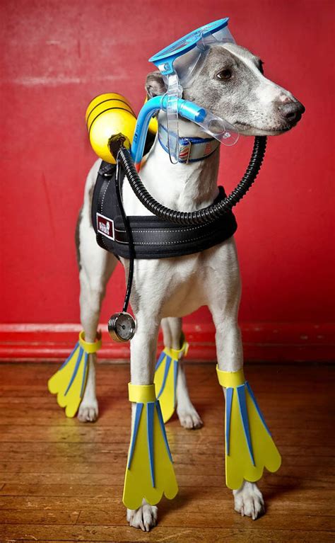 Cute Animal Pictures Dogs Dress Up For Canine Fancy Dress Nature News Uk