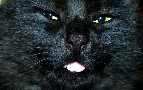 Fotos Gratis Mascota Gato Negro Fauna De Cerca Cara Nariz