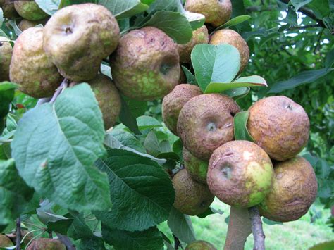 Apple Varieties | 16 Heirloom Apples & What They Taste Like - Total ...