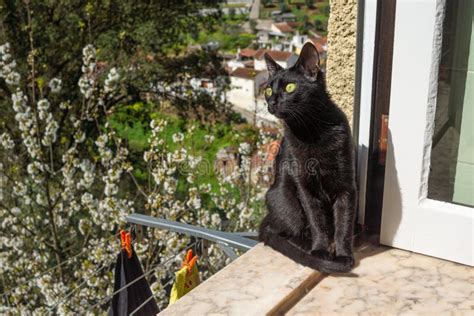 247 Cat Staring Out Window Photos Free And Royalty Free Stock Photos