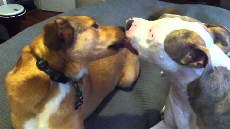 Two Dogs Kissing Mia And Bennett Kissing Youtube