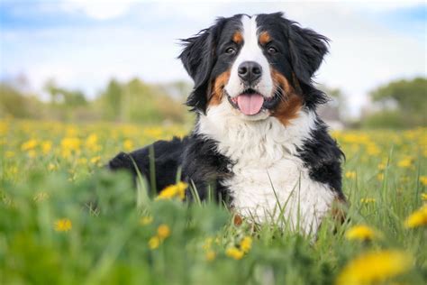 Bernese Mountain Dog Breed Info Pics Puppies Facts And Traits Hepper
