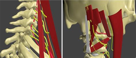 Anatomy Of The Cervical Spine Neupsy Key
