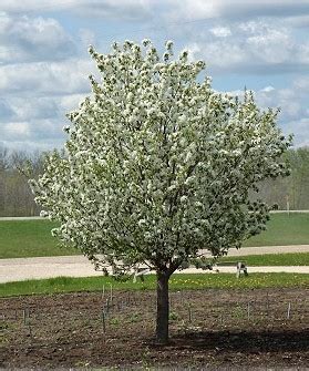 Check spelling or type a new query. Crabapples - Trees On The Move