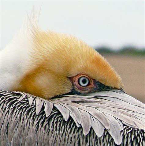 Brown Pelican The Audubon Birds And Climate Change Report