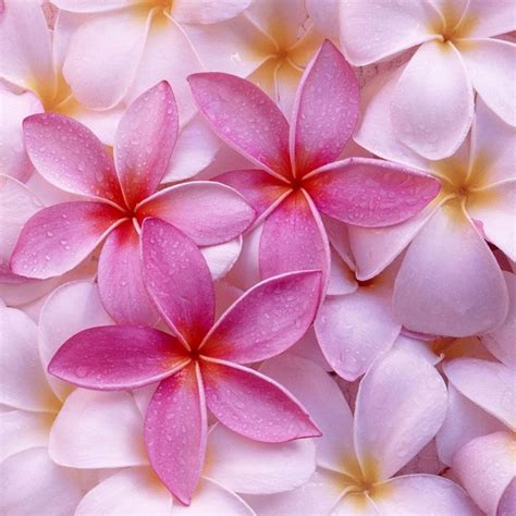 Flower Ipad Wallpapers Top Free Flower Ipad Backgrounds Wallpaperaccess