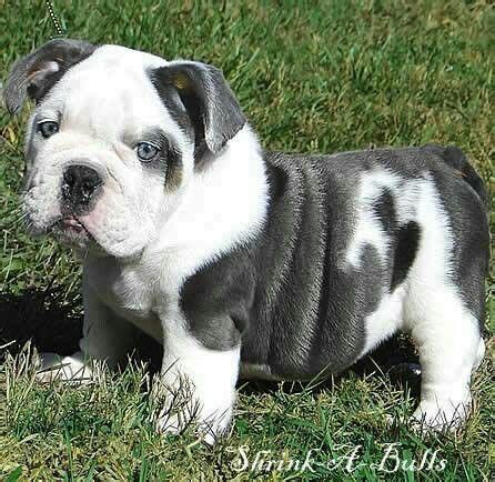 Hand raised miniature english bulldog puppies for sale to approved homes at times. grey and white English bulldog pup | Bulldog, Cute animals ...