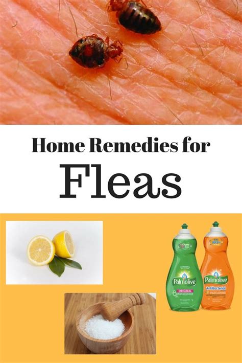 Home Remedies For Fleas With Images Home Remedies For Fleas Flea