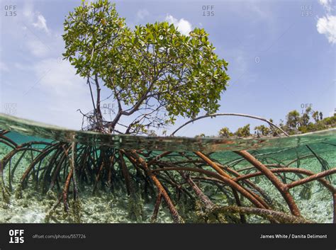 Over And Under Water Photograph Of A Mangrove Tree In Clear Tropical