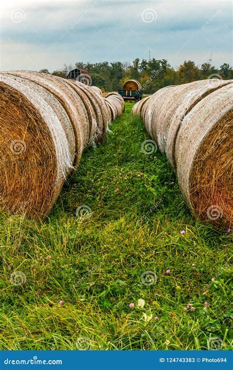 Autumn Harvest Of Large Round Bales Of Hay In A Row Stock Image