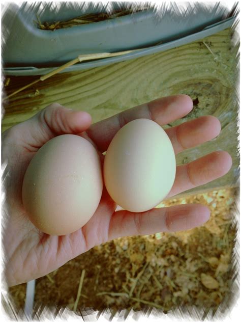 Barred Rock Chicken Eggs