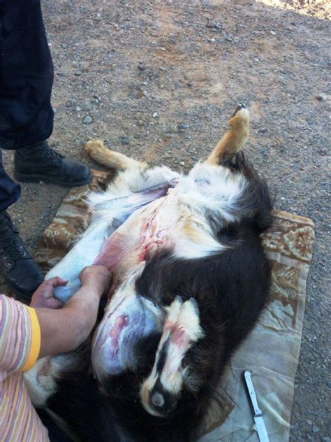 Qurbani beautifu girls slaughtering a goat woman slaughter goat بکری ذبح کرنے والی لڑکی. Quo Vadis - Zwei Himmelhunde auf dem Weg: Mongolia tour - day 6 part III - goat killing