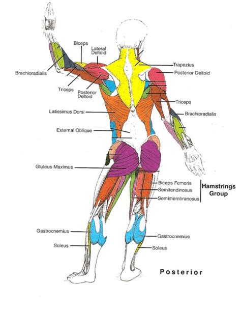 Diagram Of Muscles In Body Male Muscular System Full