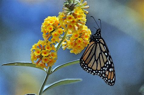 Monarch Butterfly On Yellow Flowers Free Stock Photo Public Domain