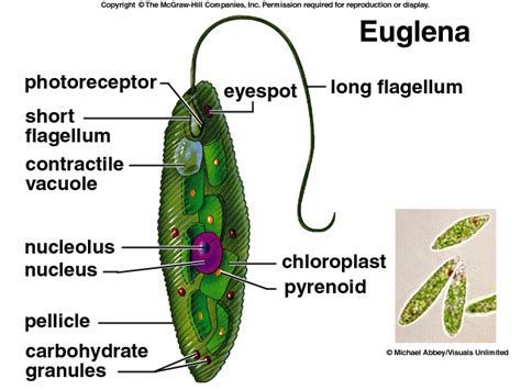 Living organisms, microbes, & genetics ncfe practice question answers a) describe the structures and functions of a euglena. Print Lab 2 flashcards | Easy Notecards