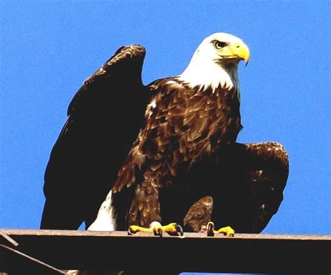 Bald Eagle Bald Eagle Virginia