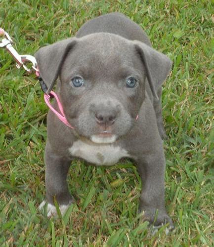 This causes a fat puppy, which is very hard on joints. Blue Pitbull Puppies! 'PR'UKC Registered! for Sale in ...