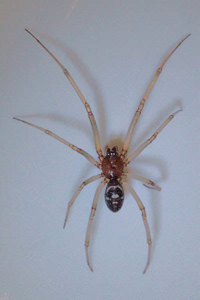 Steatoda Grossa The Cupboard Spider
