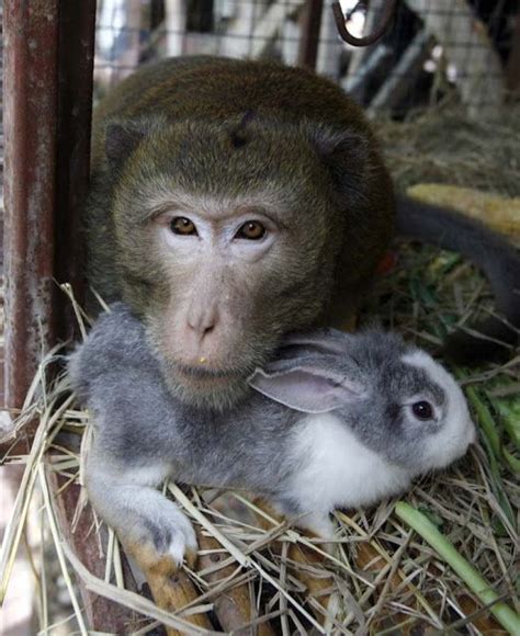 The Strangest Animal Couples Unusual Animal Friendships Animals