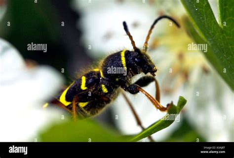Wasp Beetle Clytus Arietus Stock Photo Alamy