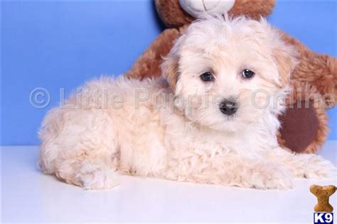 Maltipoo Puppy For Sale Jackson Male Maltipoo 9 Years Old