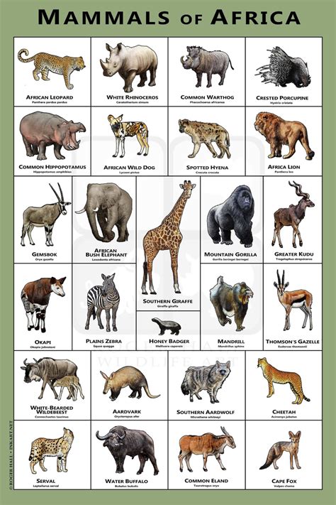 Mammals 20 Wild Animals Name The Best Dogs And Cats