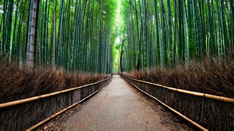 Sagano Bamboo Forest In Kyoto Japan Wallpapers And Images