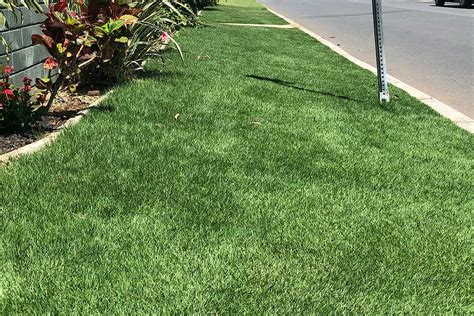 Zeon Zoysia 1 Selling Zoysia In America Zoysia Grass In Hawaii