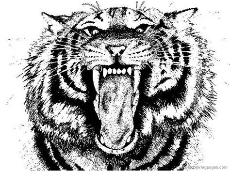 Tiger Printable Coloring Pages Coloring Home Free Tiger Coloring Page