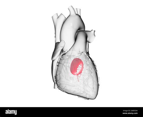 3d Rendered Medically Accurate Illustration Of The Mitral Valve Stock