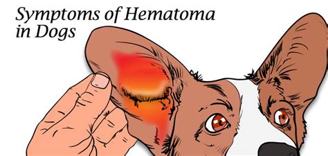 Hematoma Swollen Dog Ear Flap And How To Treat It Pethelpful