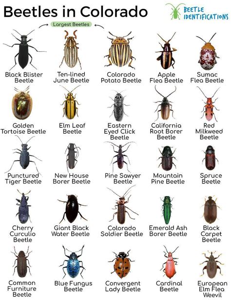 Types Of Beetles In Colorado With Pictures