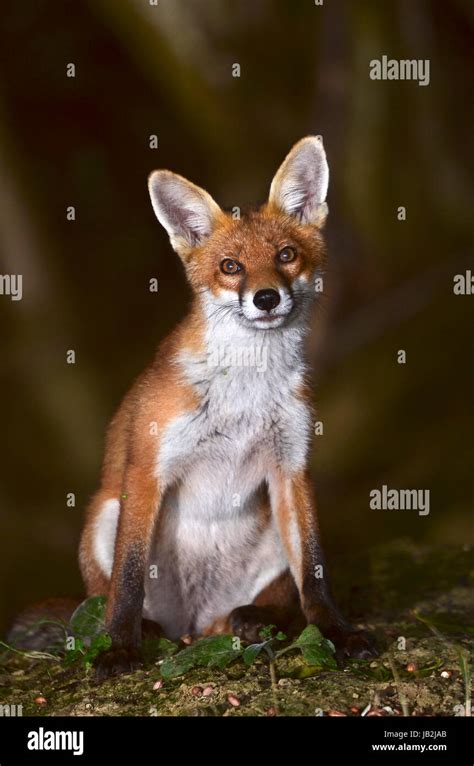 Red Fox Vulpes Vulpes Stock Photo Alamy