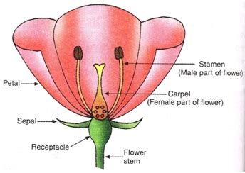 Called stamens, these reproductive organs are made up of two parts: Sexual Reproduction in Flowering Plants