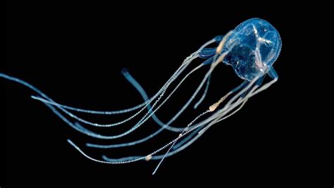 The Worlds Most Venomous Animal Box Jellyfish Having Killed 5567