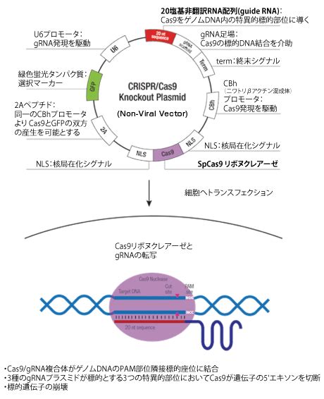 Recently, gene editing technologies such as crispr/cas9 have allowed the generation of isogenic control human ips cell lines to study the genetic gene editing of human ipscs using crispr/cas9 allows for the generation of isogenic disease controls for stem cell research applications. CRISPR-Cas9 ゲノム編集用ツール － サンタクルズ社 | ノックアウト ...
