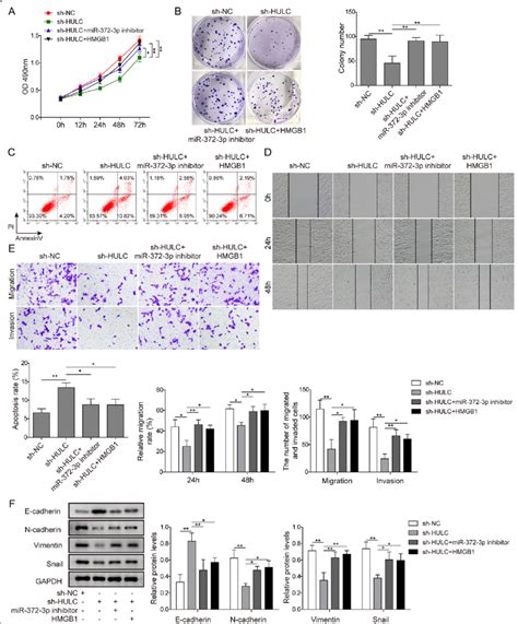 hulc regulated osteosarcoma cells via the mir 372 3p hmgb1 signalling download scientific