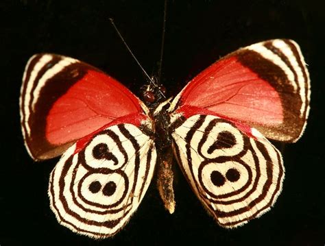 Butterfly Wheels | Butterfly, Butterfly watercolor ...