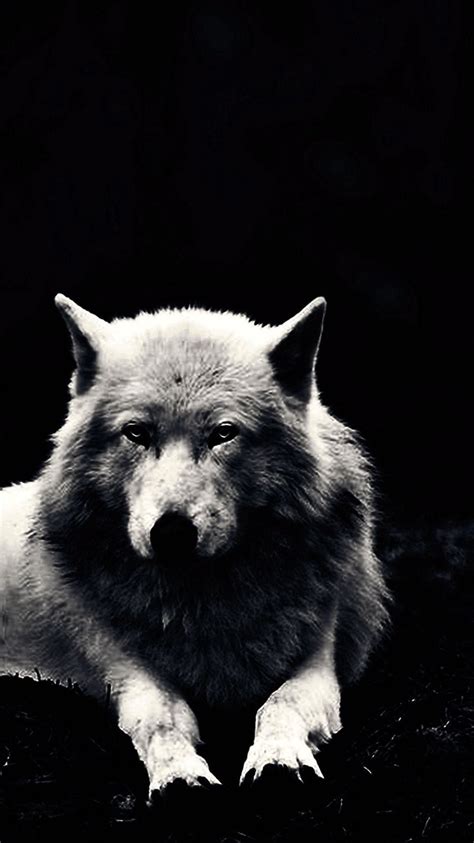 Wolves Cell Phone Wallpapers Wolf Wallpaperspro