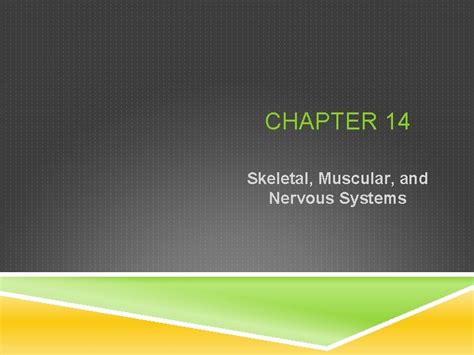 Chapter 14 Skeletal Muscular And Nervous Systems Lesson