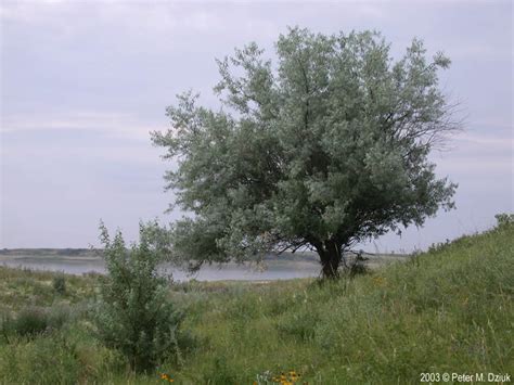 As of 2020, it is widely established in north america as an introduced species. Elaeagnus angustifolia (Russian Olive): Minnesota Wildflowers