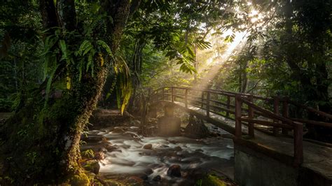 Wooden Bridge In The Forest Hd Wallpaper Background