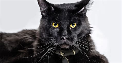black cat breeds petfinder